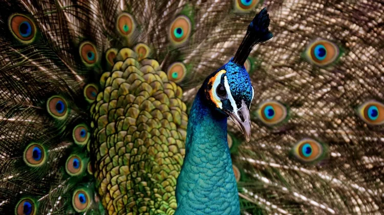 Tarian Burung Jadi Bahasa Visual Komunikasi di Alam