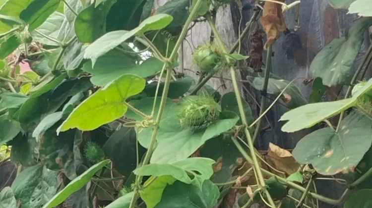 Mengenal Buah Ciplukan atau Buah Putri yang Kaya Manfaat