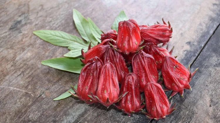 Minuman Rosella yang Menyehatkan