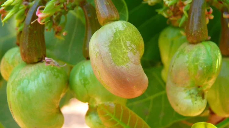 Manfaat Kacang Mete untuk Kesehatan Tubuh