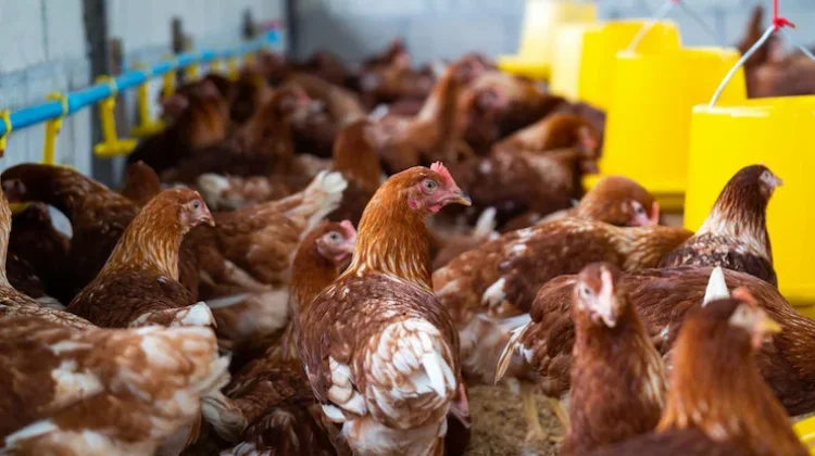 Ide Produktif Memulai Beternak di Rumah dan Lahan Terbatas