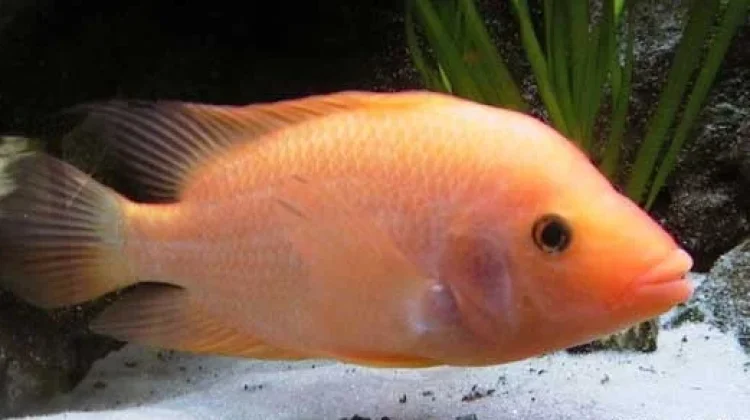 Red Devil, Ikan Invasif yang Mengancam Ikan Lokal