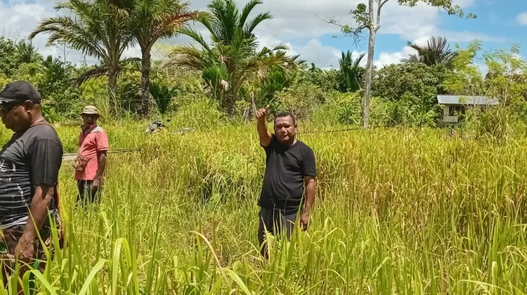 PKB GKI Klasis Sentani Survei Lahan Penanaman Pohon Sagu