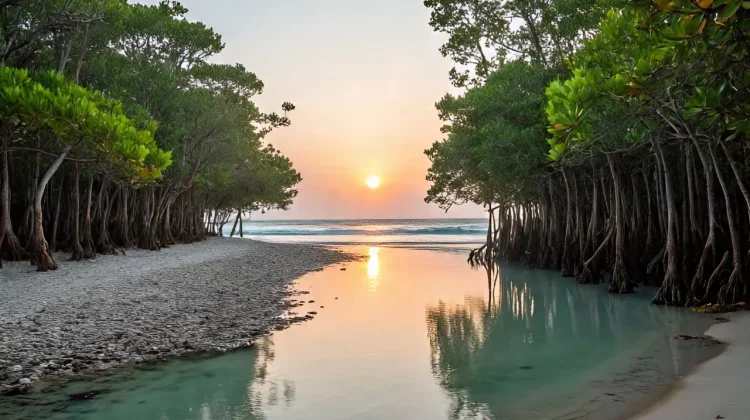 Manfaat dan Pelestarian Hutan Manggrove