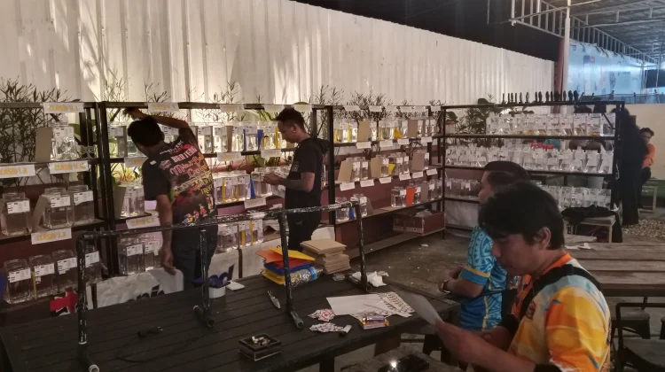 Kontes Ikan Cupang Hias Ramaikan Esge Park Jayapura