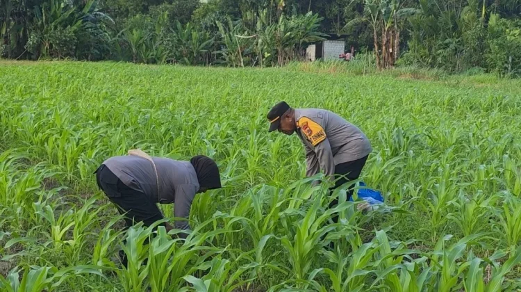 Polres Jayapura Optimalkan Lahan Ketahanan Pangan