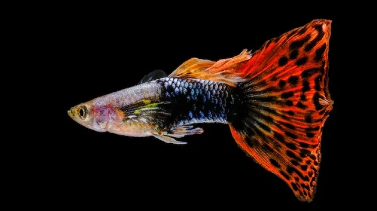 Beberapa Jenis Ikan Hias yang Mudah Diternak dan Menguntungkan