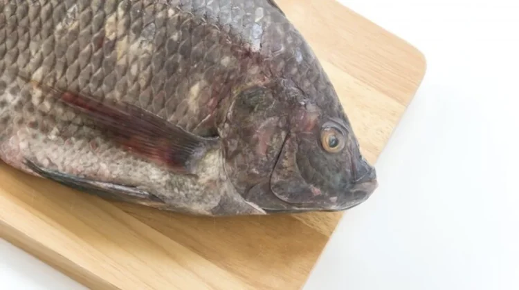 Waspada! Ini Ciri-Ciri Ikan yang Sudah Tidak Layak Dikonsumsi