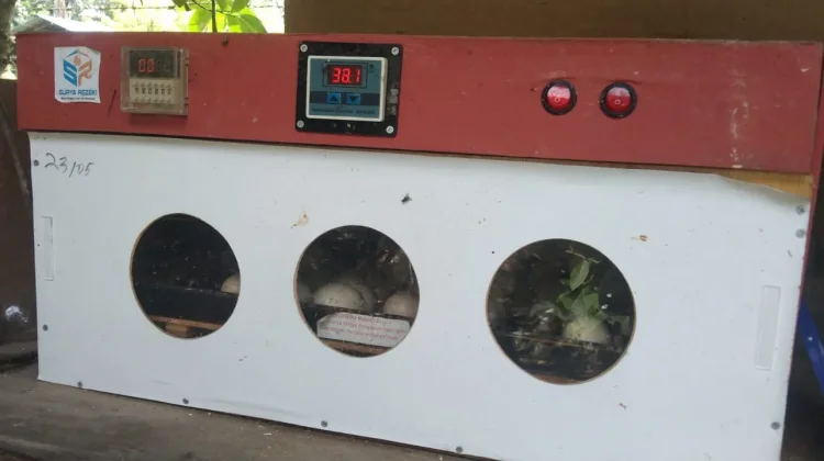 Teknik Inkubator: Menghasilkan Bibit Ayam Berkualitas Unggul