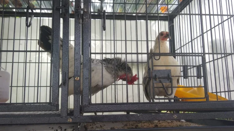 Ayam Kate: Hobi, Usaha, dan Penghibur Suasana