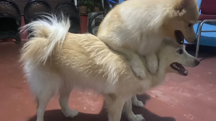 Memahami Konsep Dominansi Alfa  Perilaku Sosial Kawanan Anjing