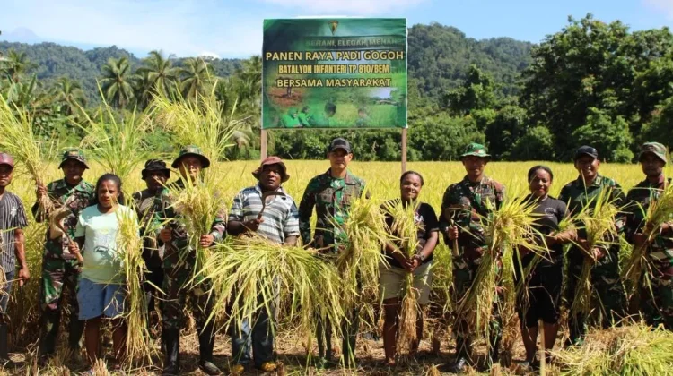 Panen Raya Padi Gogo, TNI dan Warga Kampung Sosiri Perkuat Ketahanan Pangan