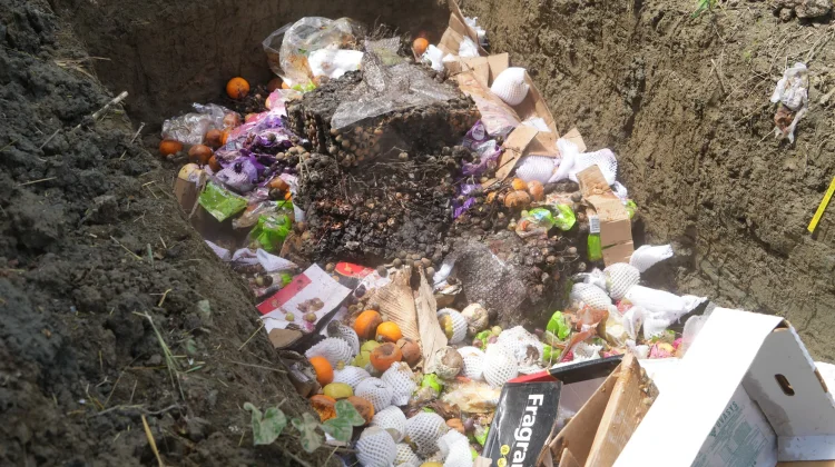 Karantina Papua Musnahkan 4,19 Ton Buah dan Jamur Rusak