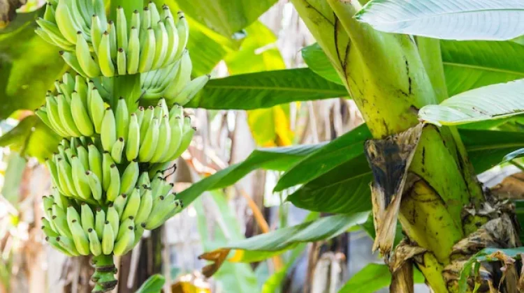 Jenis Pohon Pisang Pendek untuk Ditanam di Lahan Rumah