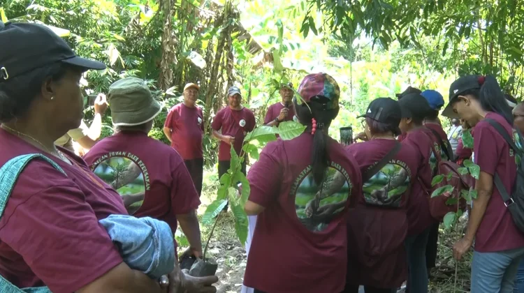 Program Tanam 100 Bibit Pohon Solusi Pemerintah Kampung Nafri Atasi Krisis Air