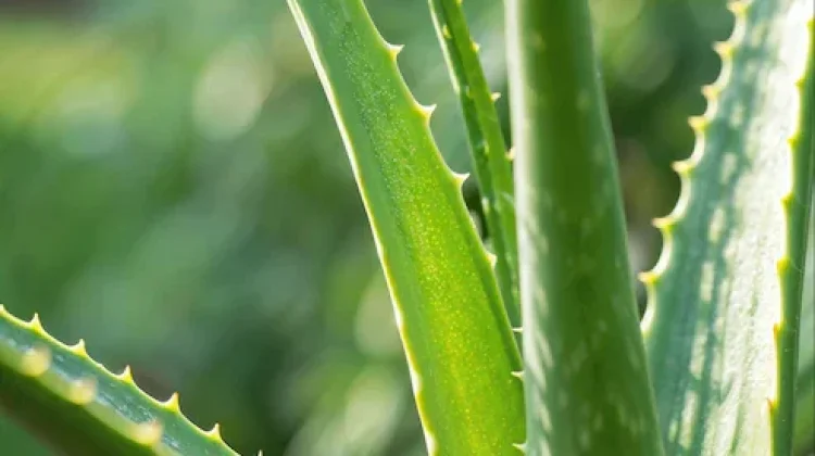 Lidah Buaya, Tanaman Herbal Serbaguna dengan Beragam Khasiat