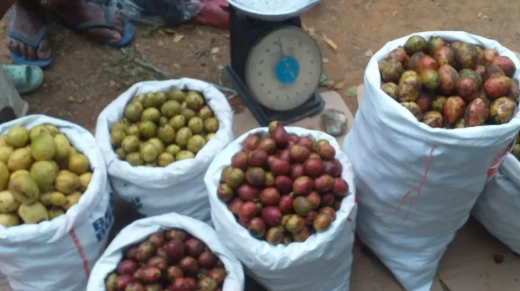 Buah Matoa Papua Lezat dan Bermanfaat bagi Kesehatan