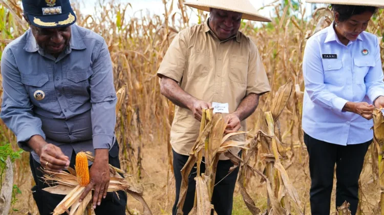 Panen Raya Jagung di Keerom, Fakhiri Sebut Pertanian Pilar Ekonomi Papua