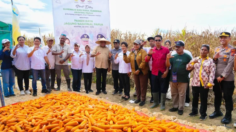 Panen Jagung 30 Ton di Keerom, Koperasi Dorong Ekonomi Petani