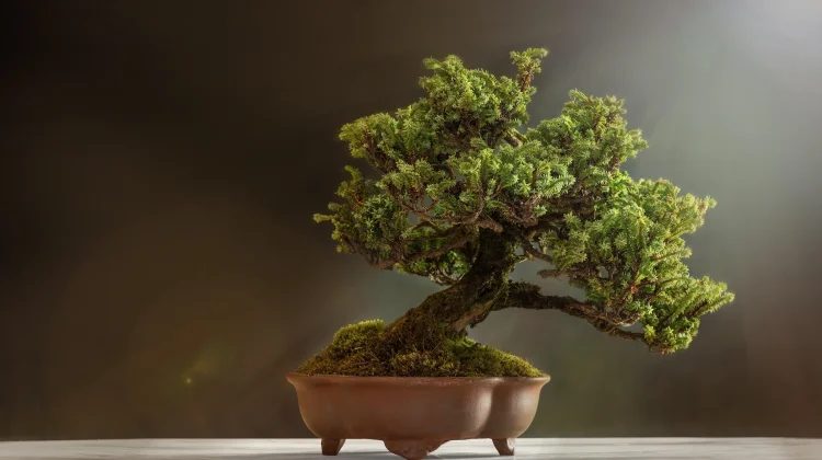 Tujuh Tanaman Bonsai yang Paling Populer
