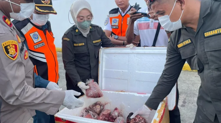 Karantina Papua Tolak 150 Kilogram Daging tanpa Dokumen di Serui