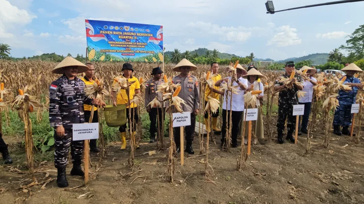 Polda Papua Menggelar Panen Raya Jagung di 5 Daerah se-Papua