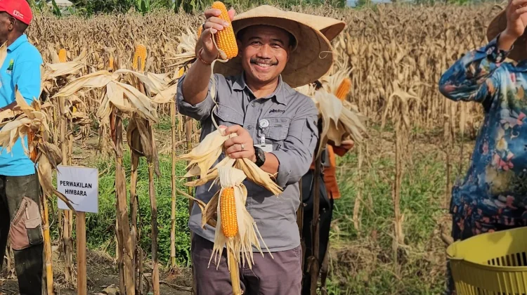 Bulog Papua Siap Serap Hasil Panen Jagung Petani Binaan Polda