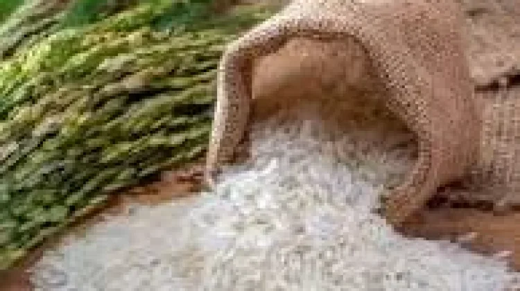 Sejarah Nasi: Dari Butir Liar Menjadi Menu Utama