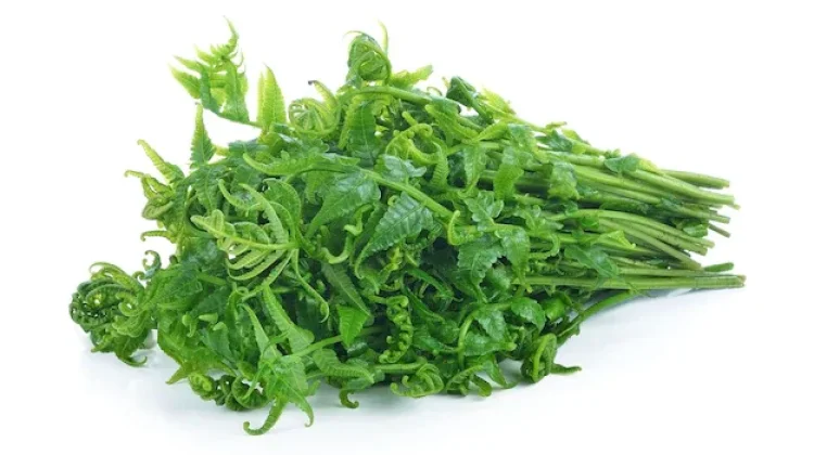 Ragam Manfaat Pakis Sayur untuk Kesehatan