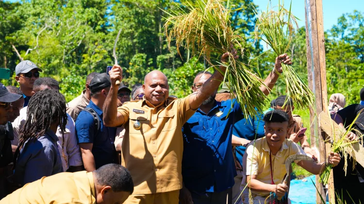 Gubernur Fakhiri Panen Perdana Padi di Yapen, Dorong Papua Jadi Lumbung Beras