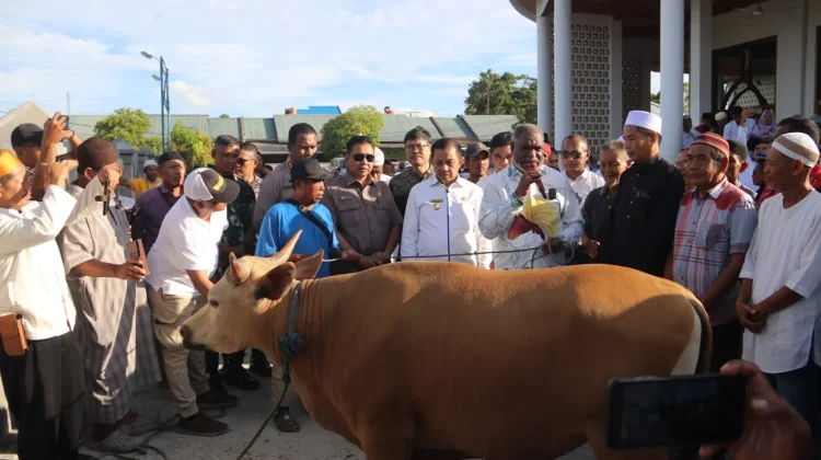 Pemkot Jayapura Salurkan 111 Ekor Sapi Kurban Sambut Iduladha 1447 Hijriah