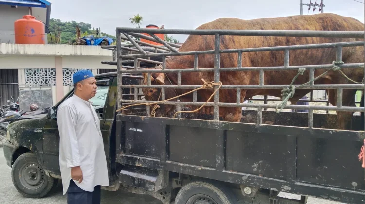 Roby, Sapi Kurban yang Membawa Pesan Toleransi dari Abepantai
