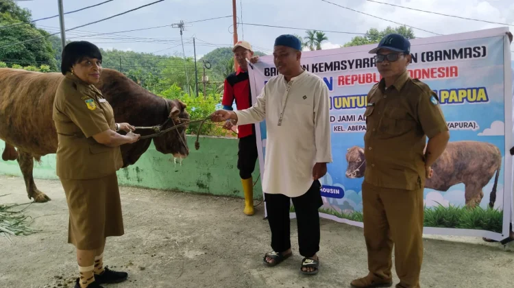 Roby, Sapi Kurban yang Membawa Pesan Toleransi dari Abepantai