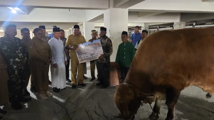 Masjid Raya Jayapura Terima Sapi Kurban Presiden Hampir Satu Ton
