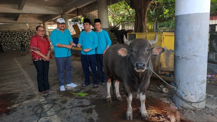 Kejati Papua Salurkan 11 Hewan Kurban, Wujud Semangat Berbagai kepada Sesama