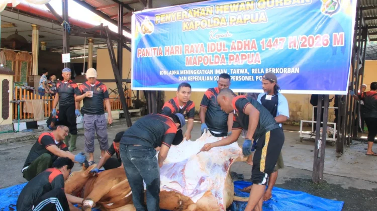 Polda Papua Sembelih 25 Hewan Kurban pada Iduladha 1447 Hijriah