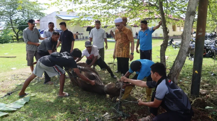 Polres Keerom Melaksanakan Penyembelihan Hewan Kurban pada Iduladha 1447 H