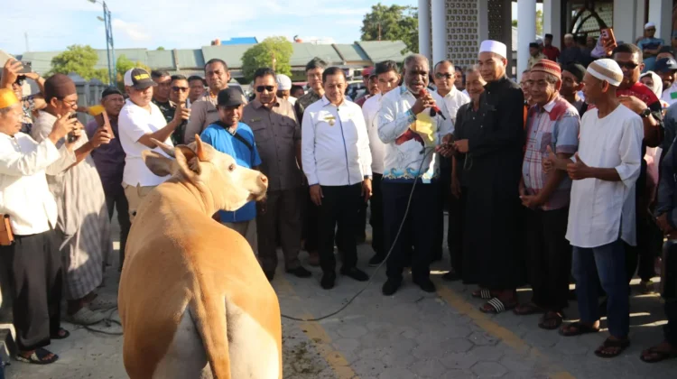 Pemkot Jayapura Perkuat Semangat Berbagi lewat Penyaluran 111 Sapi Kurban