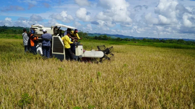 Panen Perdana Sawah Rakyat Perkuat Upaya Kemandirian Pangan Kota Jayapura