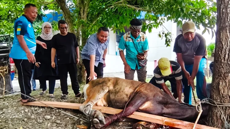 DPR Papua Salurkan 4 Ekor Sapi Kurban, Perkuat Tali Persaudaraan dan Toleransi