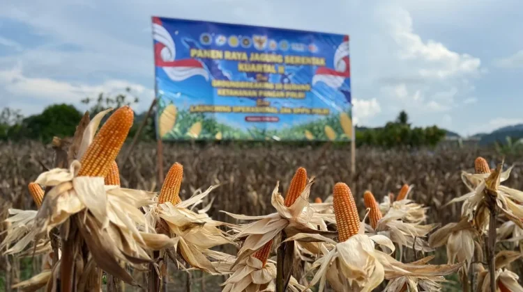Panen Raya Jagung, Wujud Nyata Dukungan Ketahanan Pangan Nasional