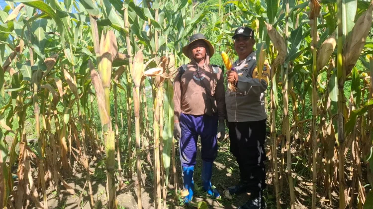 Polsek Nimbokrang Monitoring Persiapan Panen Jagung