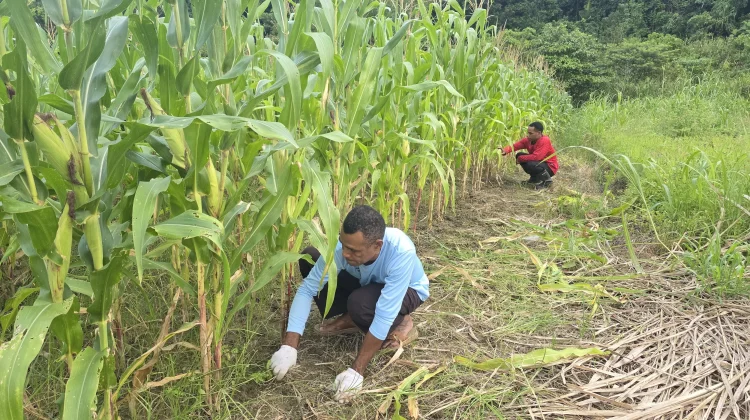 Sat Binmas Polres Jayapura Laksanakan Pembersihan Lahan Jagung Ketahanan Pangan