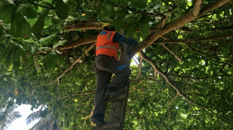 Jelang Piala Dunia, PLN Imbau Warga Jaga Jarak Aman Atribut dari Jaringan Listrik