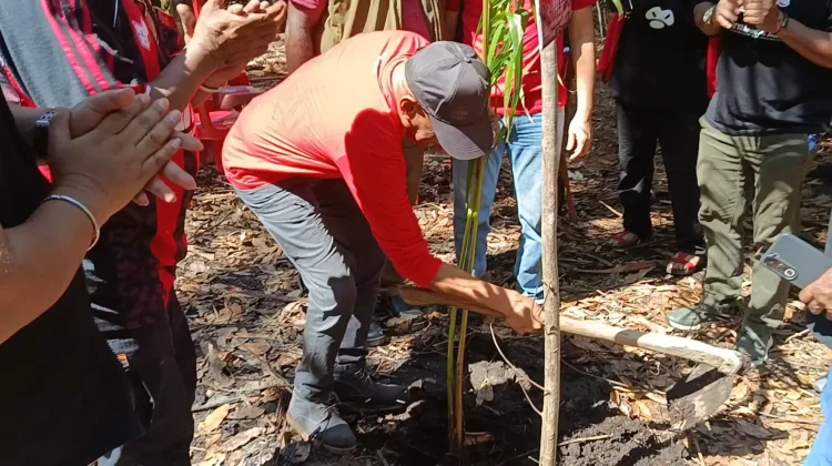 PDI Perjuangan Tanam Sagu Lestarikan Alam Papua