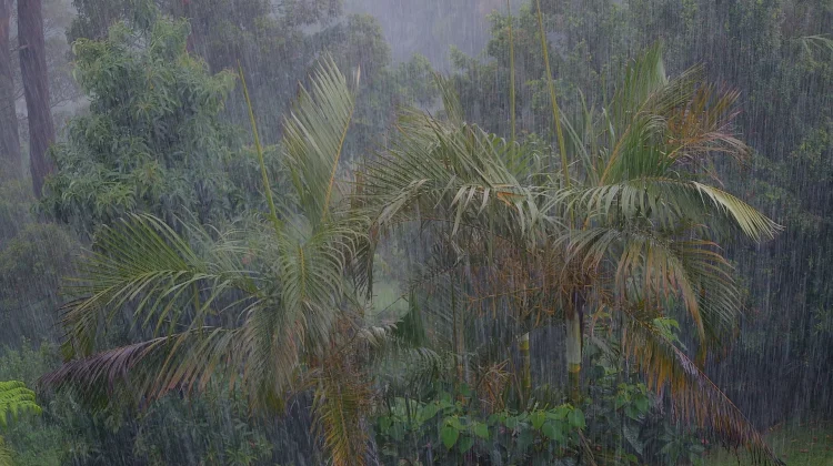 Mengenal Petrichor, Aroma Khas yang Hadir saat Hujan