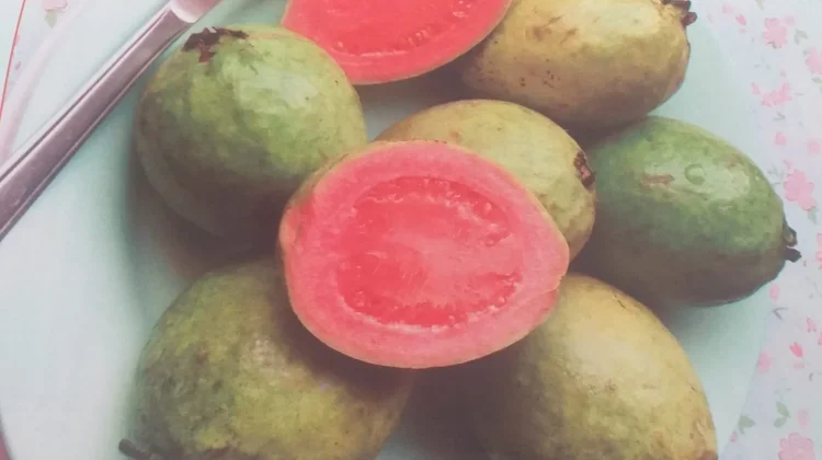 Manfaat Buah Jambu Biji