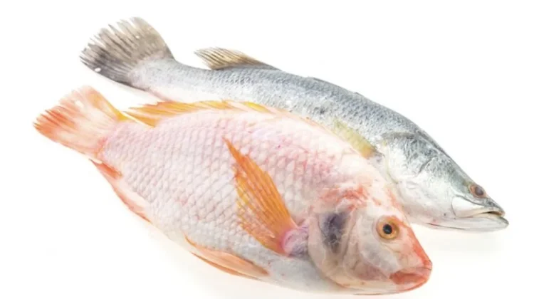 Studi: Ikan Lokal Indonesia Tak Kalah Bergizi dari Salmon