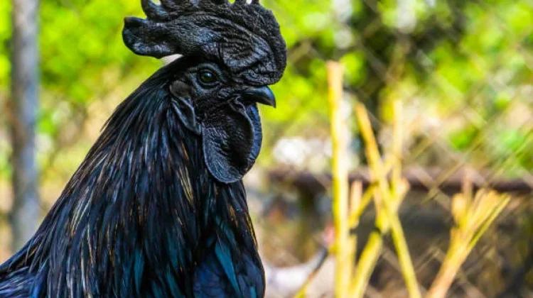 Intip Jenis Ayam Paling Unik dan Langka di Dunia