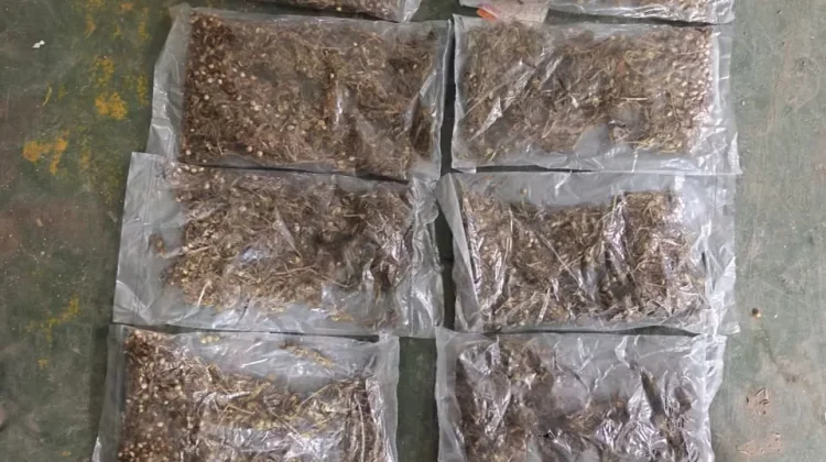 Tim Gabungan Gagalkan Pengiriman Ganja ke Timika
